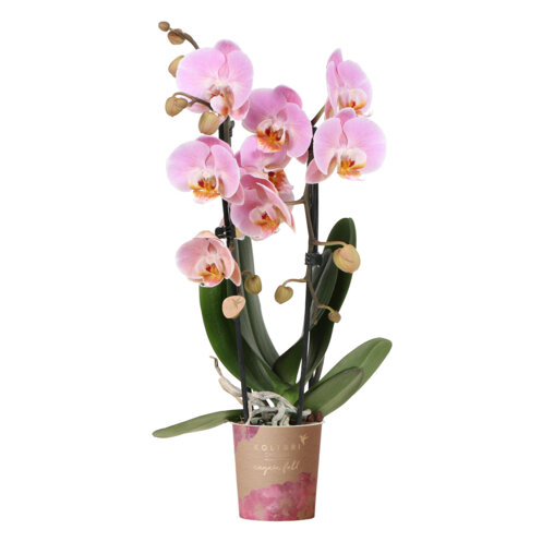 Niagara Fall orchidee roze